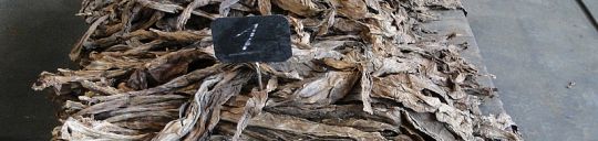 Tobacco Export Services 