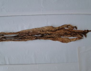 Unmanufactured light air-cured tobacco